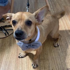 Meet your Posher, Azea